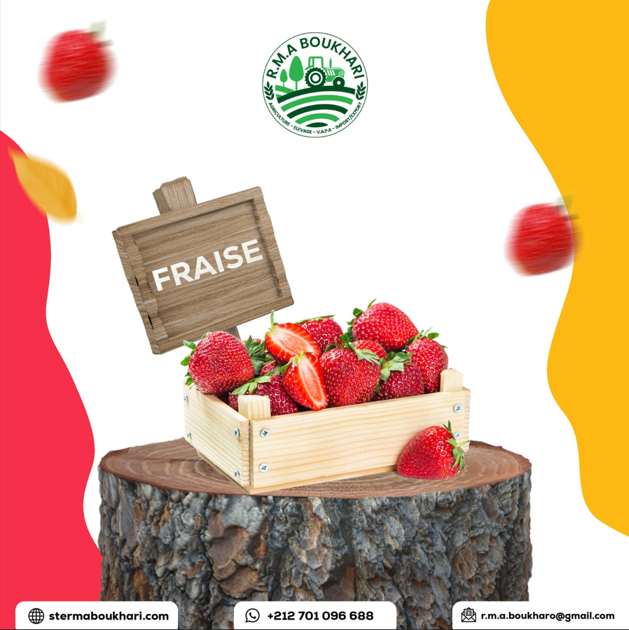 Premium Fresh Fruits