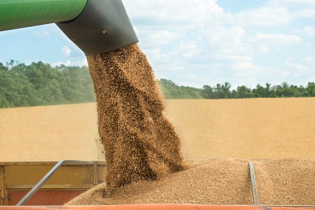 Premium Wheat